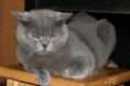 /album/fotogalerie-tierisches/a75857-166541423369829-100000419169748-448643-2304783-n-jpg/