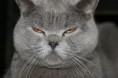 /album/fotogalerie-tierisches/a76683-166543920036246-100000419169748-448694-2275578-n-jpg/