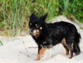 /album/fotogalerie-tierisches/img-3485-jpg/