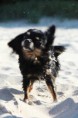 /album/fotogalerie-tierisches/img-3493-jpg/